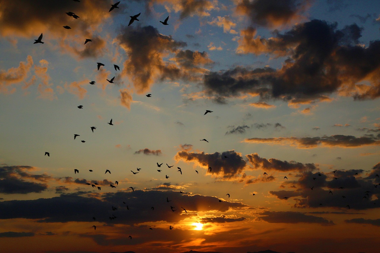 birds, sunset, evening, dawn, red, sun, clouds, sky, nature, flying, beautiful, animal, silhouette, colors